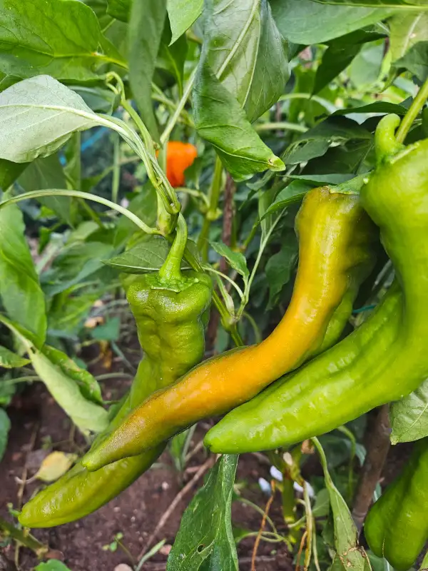 Paprika: Ramiro Orange ("Ramiro Mustard")