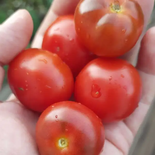 Tomaten: Rancho Solito