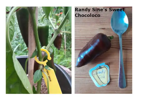 Paprika: Randy Sine