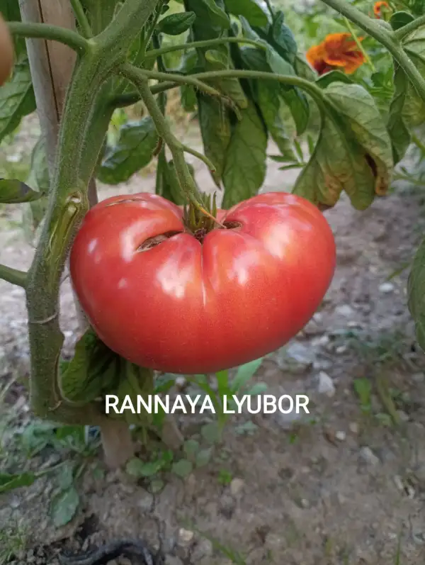 Tomaten: Rannaya Lyubor