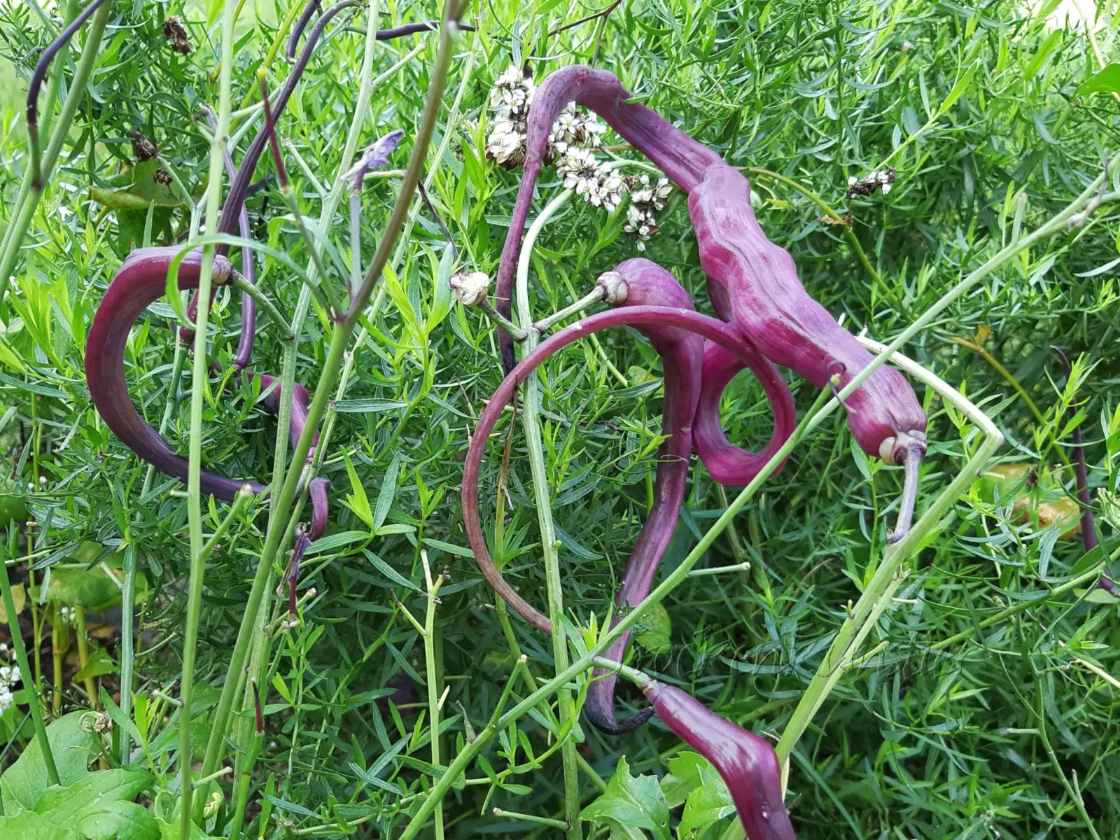 andere Gemüse: Raphanus 