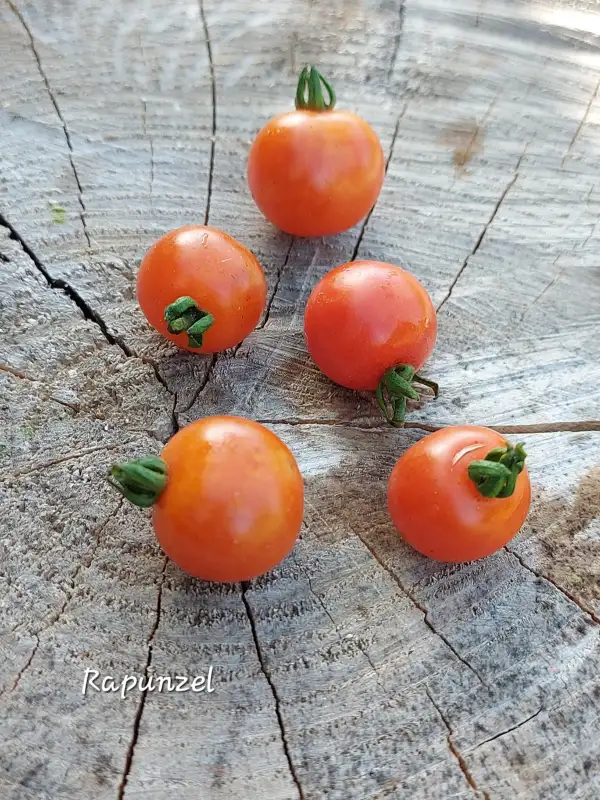 Tomaten: Rapunzel