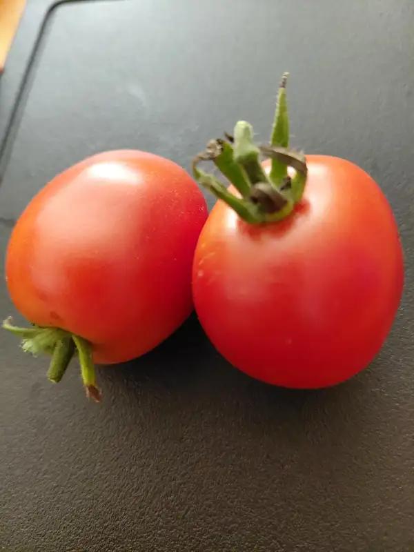 Tomaten: Rapunzel
