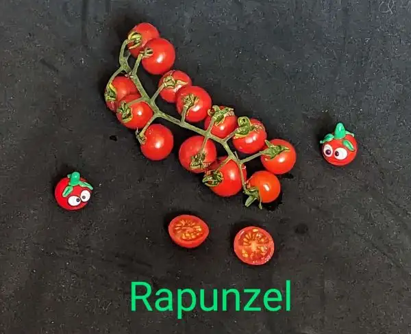 Tomaten: Rapunzel