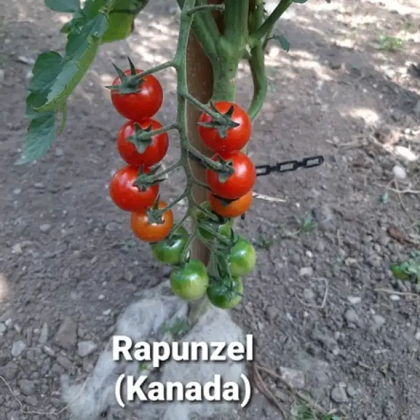 Tomaten: Rapunzel (aus Kanada)