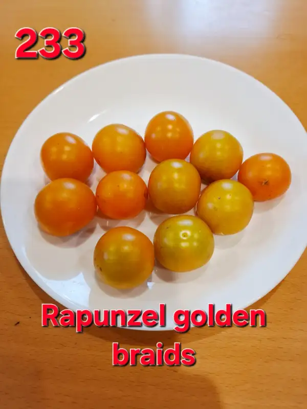 Tomaten: Rapunzel golden braids