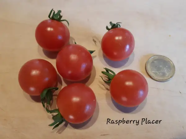 Tomaten: Raspberry Placer