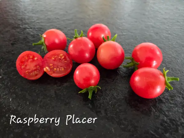 Tomaten: Raspberry Placer