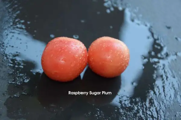 Tomaten: Raspberry Sugary Plum