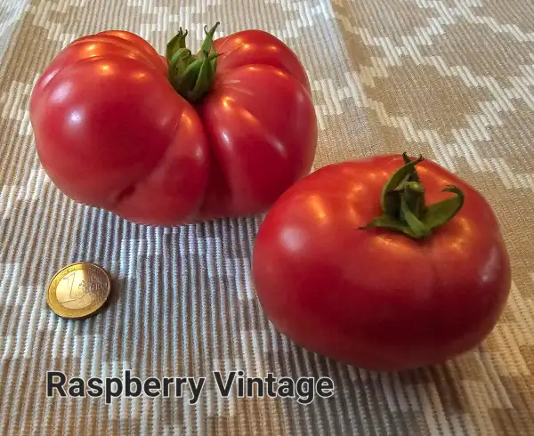 Tomaten: Raspberry Vintage