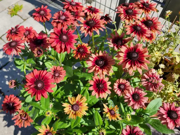 Blumen: Rauer Sonnenhut, rudbeckia hirta, "Sahara"