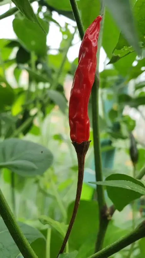 Chili / Paprika: Rawit