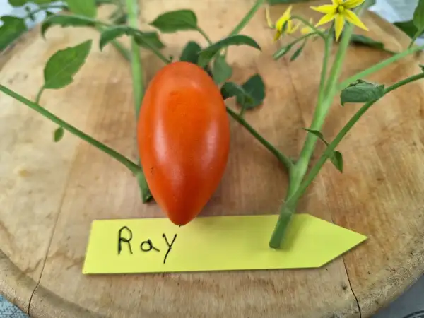 Tomaten: Ray