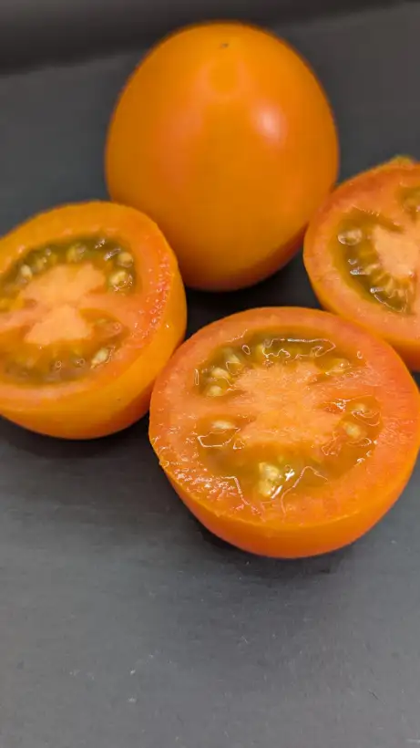 Tomaten: Ray (Dwarf)