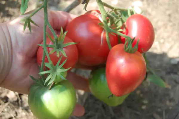 Tomaten: Razbityje Serdetschki – Gebrochene Herzen