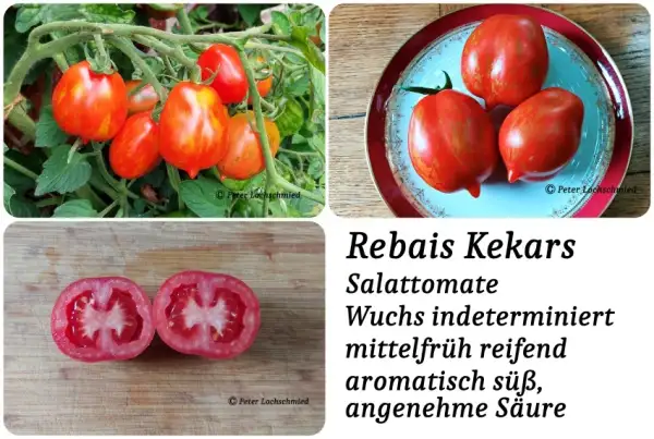 Tomaten: Rebais kekars