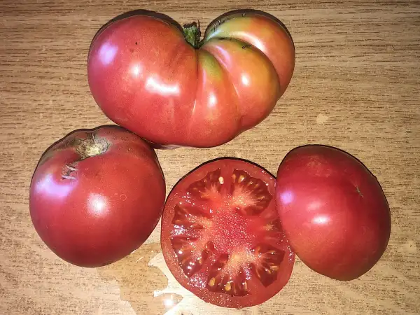 Tomaten: Rebekah Allen