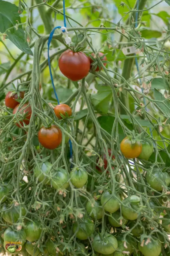 Tomaten: Rebel Aliance