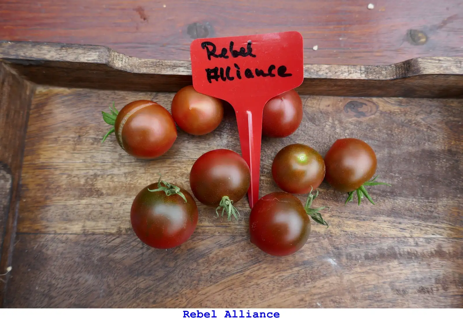 Tomaten: Rebel Alliance