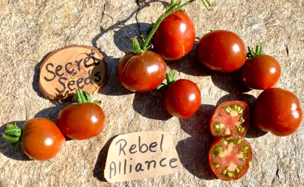 Tomaten: Rebel Alliance