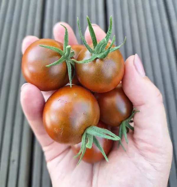 Tomaten: Rebel Alliance