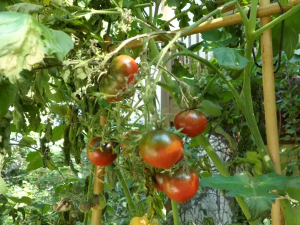 Tomaten: Rebel Alliance ( Kat# 2211 )