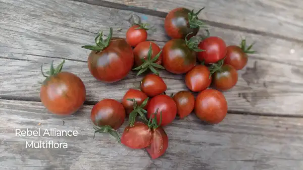 Tomaten: Rebel Alliance, Multiflora