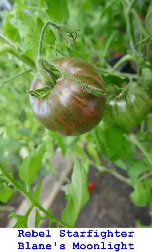Tomaten: Rebel Starfighter Blane’s Moonlight