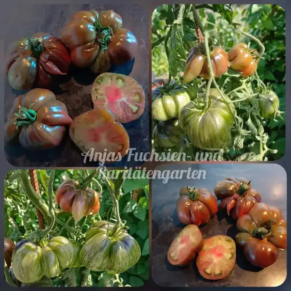 Tomaten: Rebel Starfighter Blane