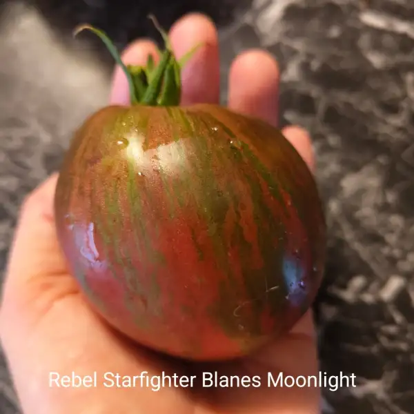 Tomaten: Rebel Starfighter Blanes Moonlight