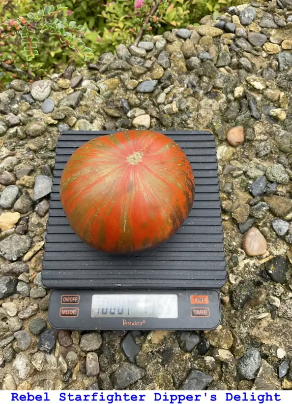 Tomaten: Rebel Starfighter Dipper’s Delight