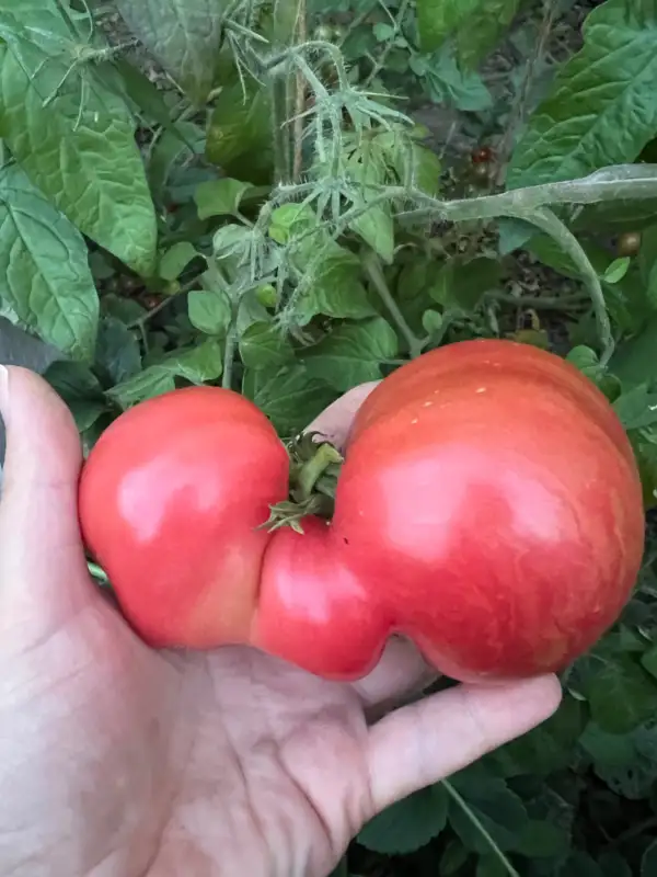 Tomaten: Rebel Starfighter Grandpa‘s Heart (Dwarf)