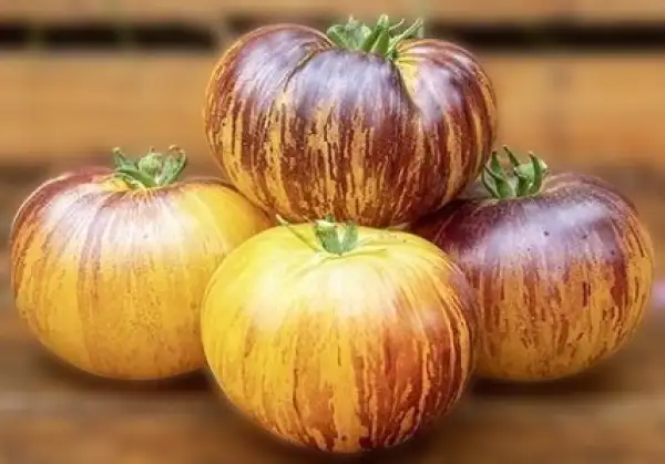 Tomaten: Rebel Starfighter Kayleigh Anne