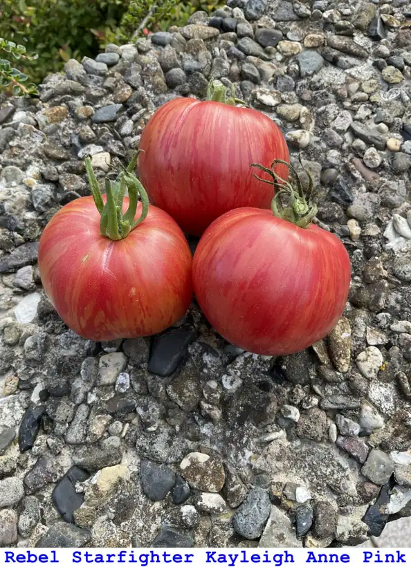 Tomaten: Rebel Starfighter Kayleigh Anne Pink