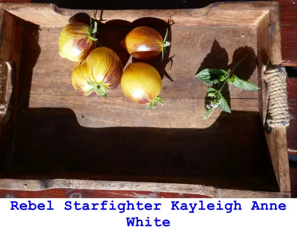 Tomaten: Rebel Starfighter Kayleigh Anne White