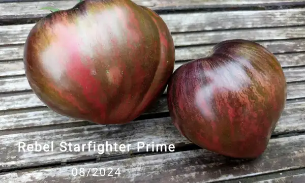 Tomaten: Rebel Starfighter Prime