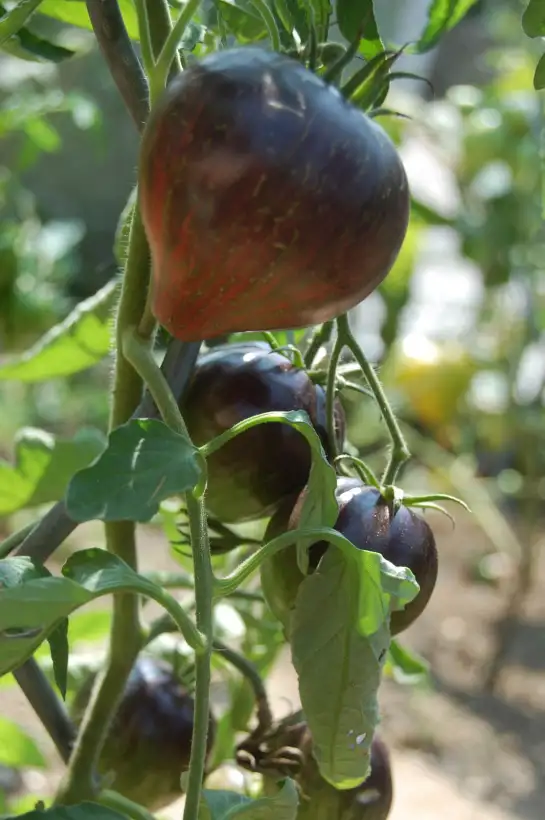 Tomaten: Rebel Starfighter Prime