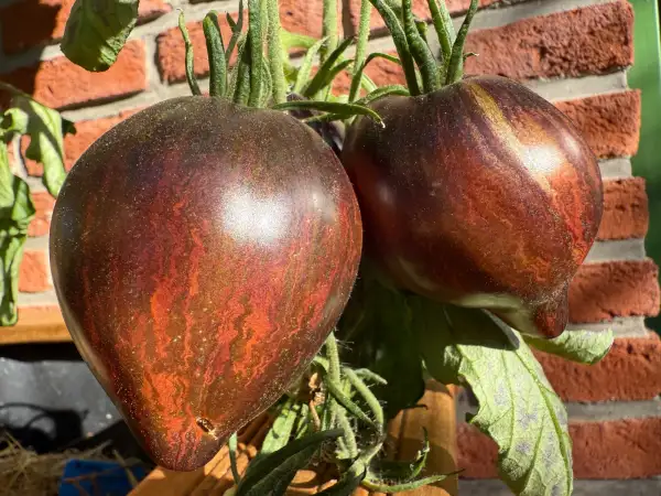 Tomaten: Rebel Starfighter Prime