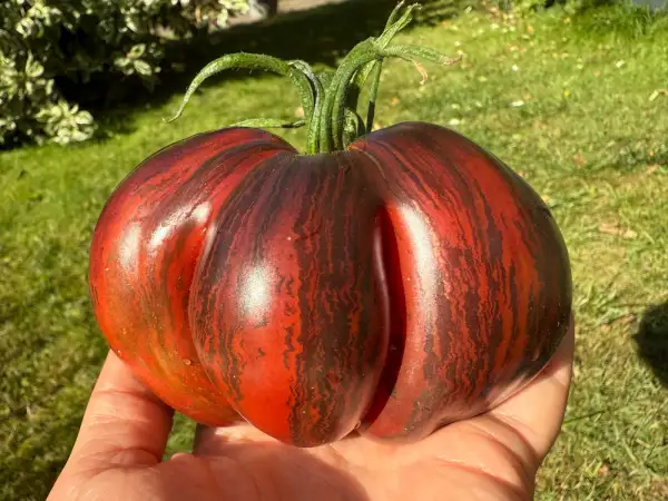 Tomaten: Rebel Starfighter Prime