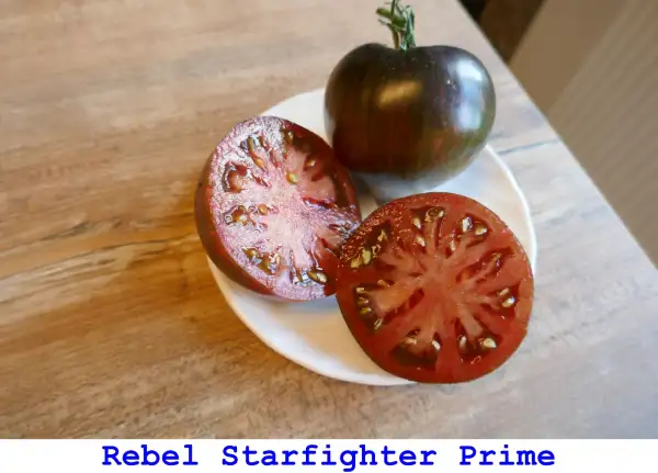 Tomaten: Rebel Starfighter Prime