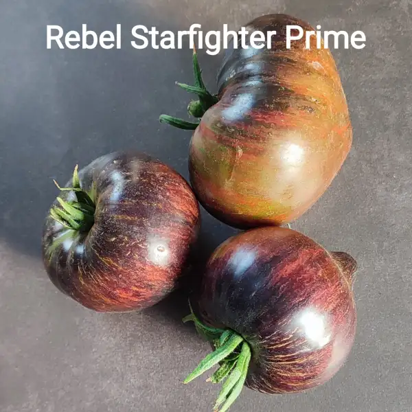 Tomaten: Rebel Starfighter Prime