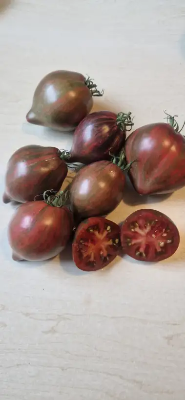 Tomaten: Rebel Starfighter Prime