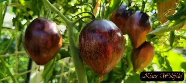 Tomaten: Rebel Starfighter Prime