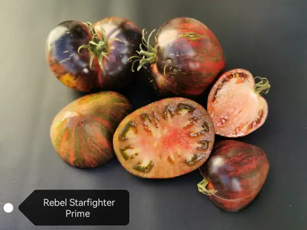 Tomaten: Rebel Starfighter Prime