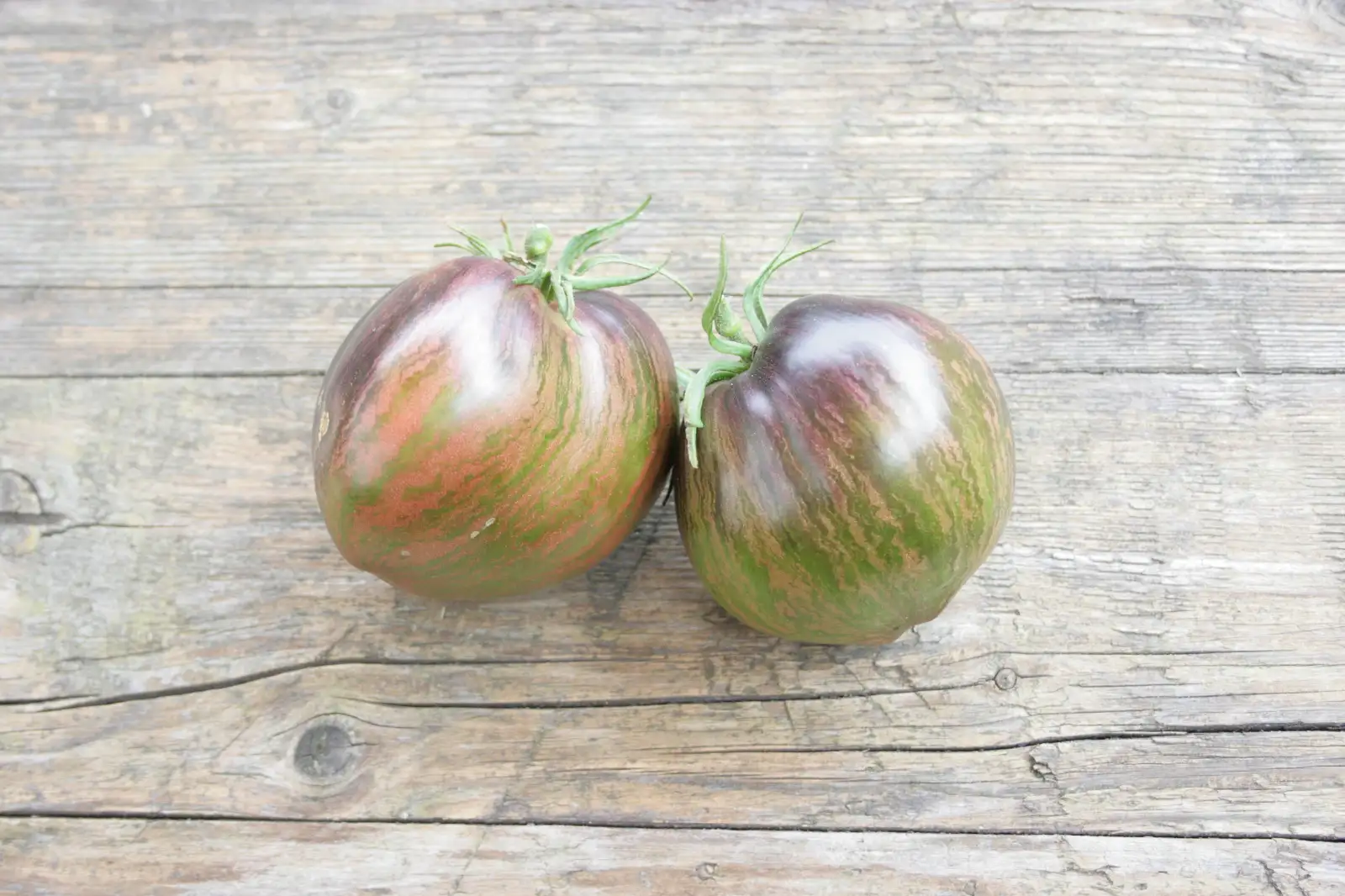 Tomaten: Rebel Starfighter Prime