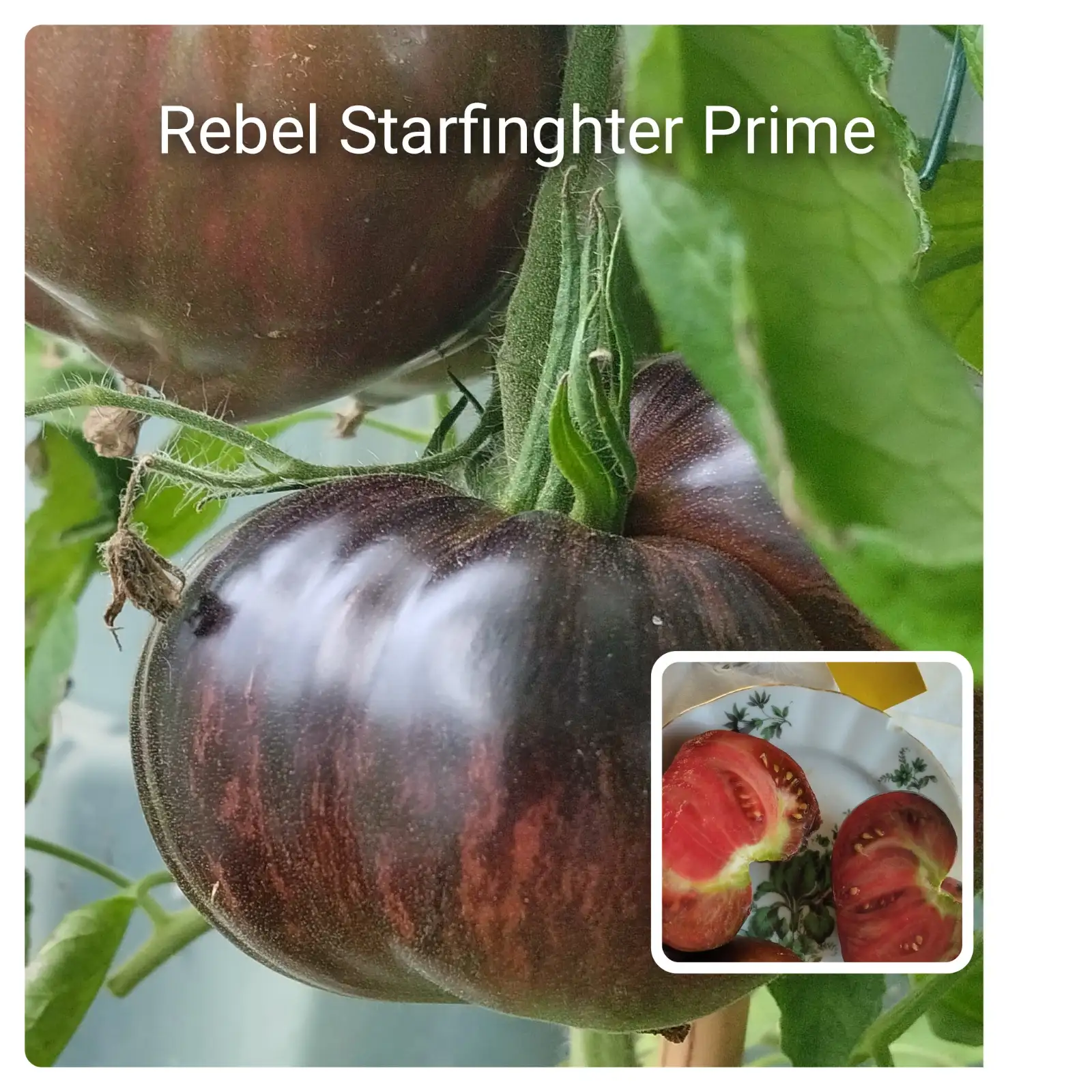 Tomaten: Rebel Starfighter Prime