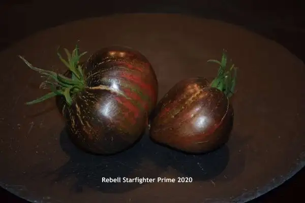 Tomaten: Rebel Starfighter Prime