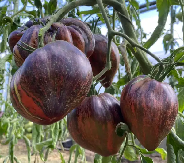 Tomaten: Rebel Starfighter Prime
