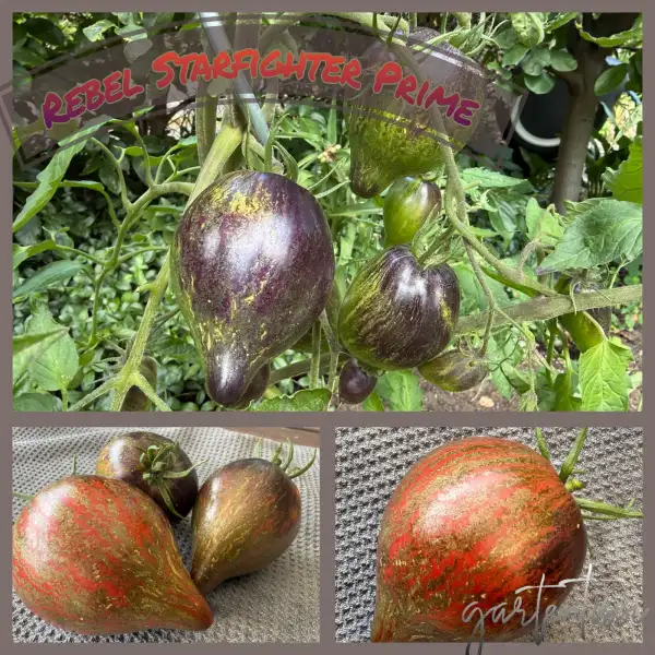 Tomaten: Rebel Starfighter Prime