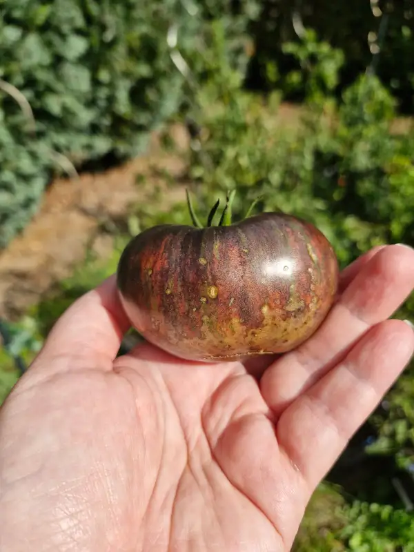 Tomaten: Rebel Starfighter Prime